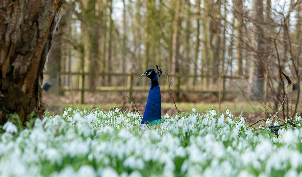 Snowdrops at Marks Hall