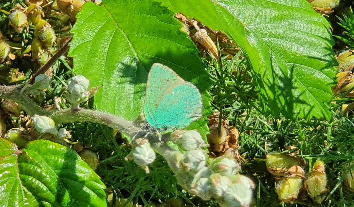 A green butterfly sits on a leaf