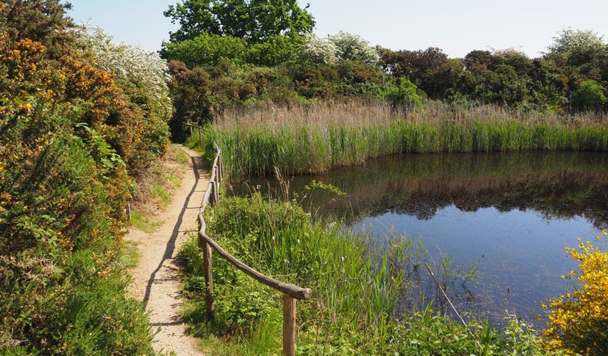 Photo of a woodland path overlooking a small enclosed lake.