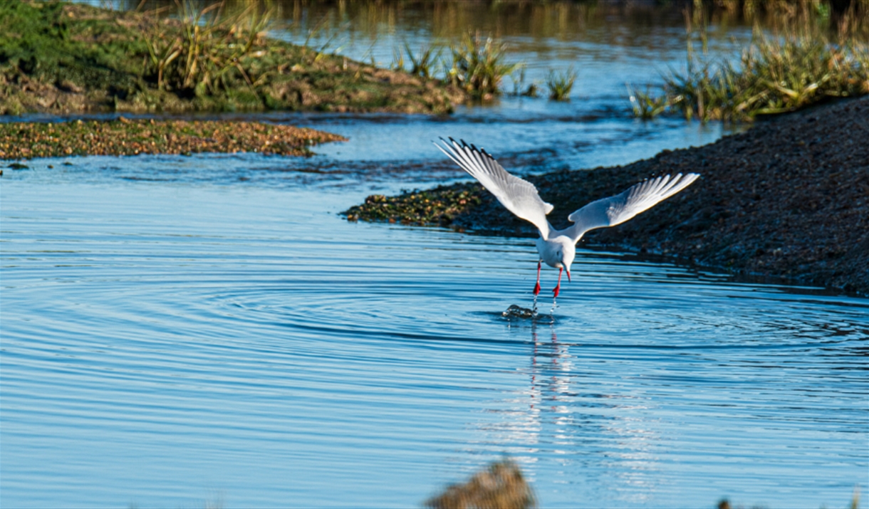 Seabird diving for food in the Blackwater estuary near Goldhanger, by James Crisp