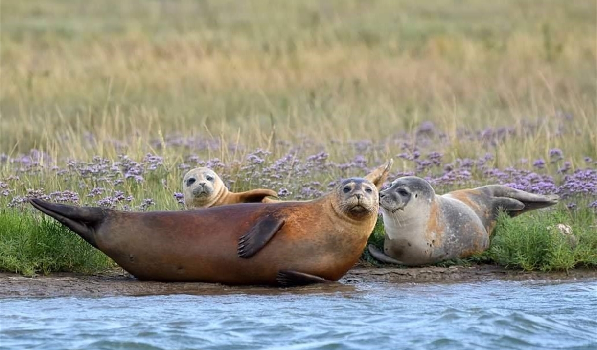 Three seals in Harwich, Tendring, Essex