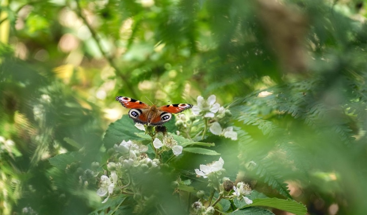 Butterfly on plant