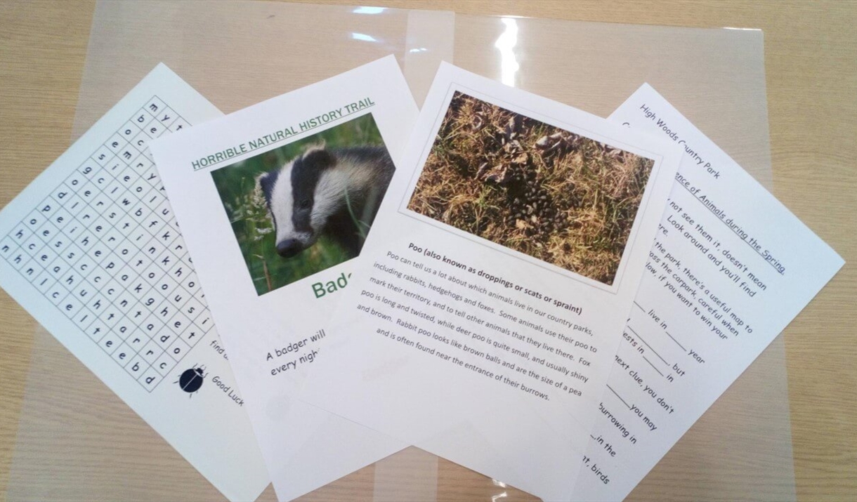 four a4 sheets of paper printed with photos and information about badgers, animal poo and other wildlife facts laid on a table