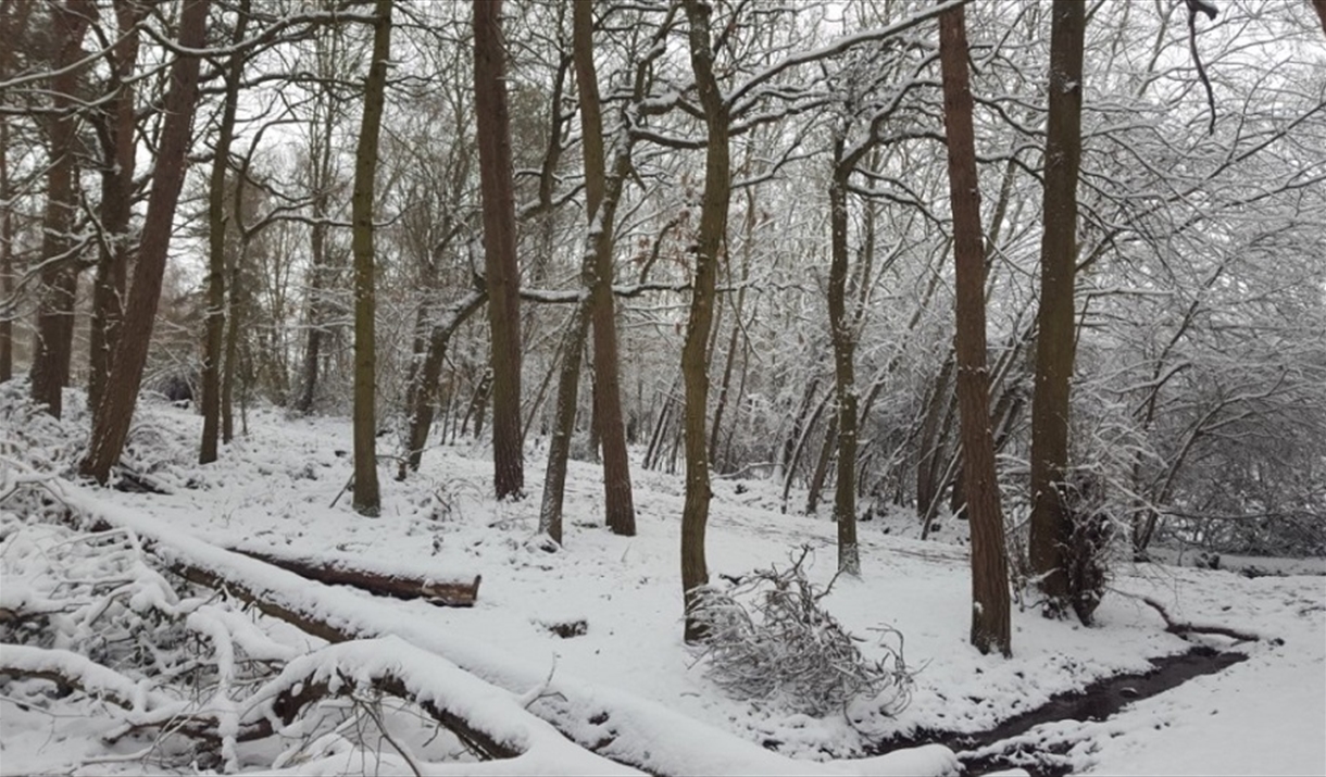 High Woods Country Park trees covered in snow