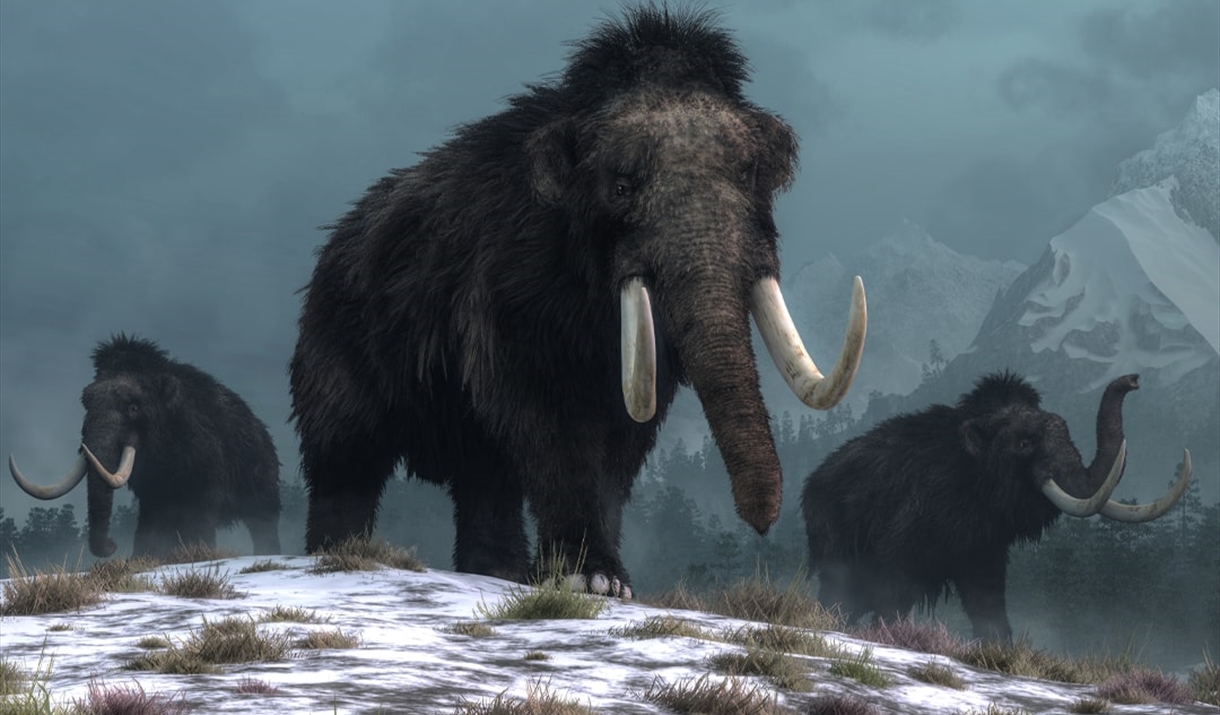 An illustration of 3 woolly mammoths