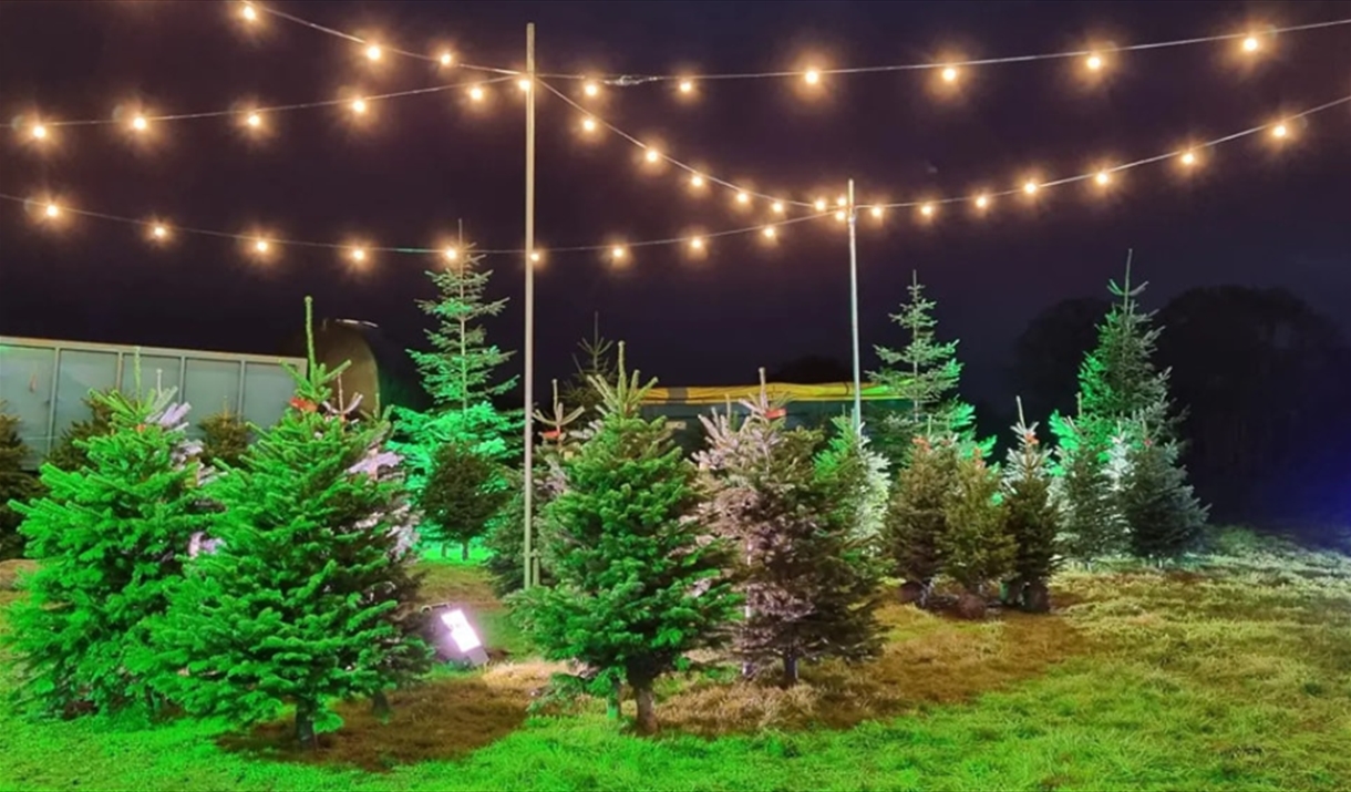 Santa's Grotto at Christmas Among the Trees Christmas Santa in