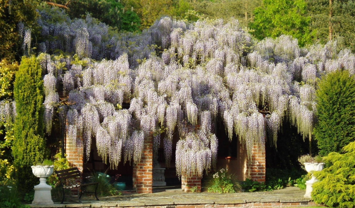 Wisteria flowers at Wickham Bishops