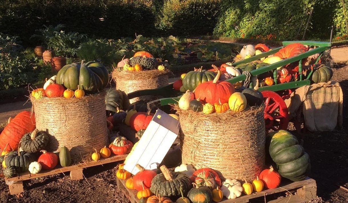 Pumpkins on a cart