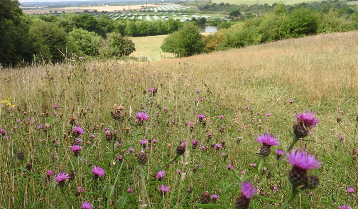 Langdon Nature Discovery Park Nature Reserve In Basildon Basildon Visit Essex