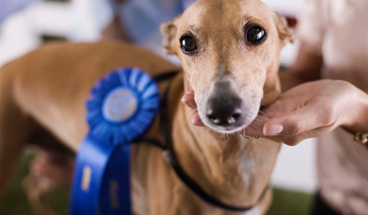 Dog with rosette