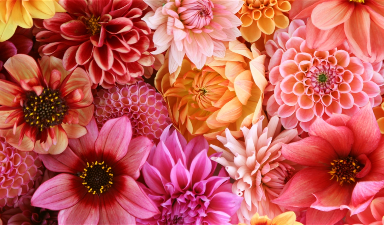 Assorted colourful flowers