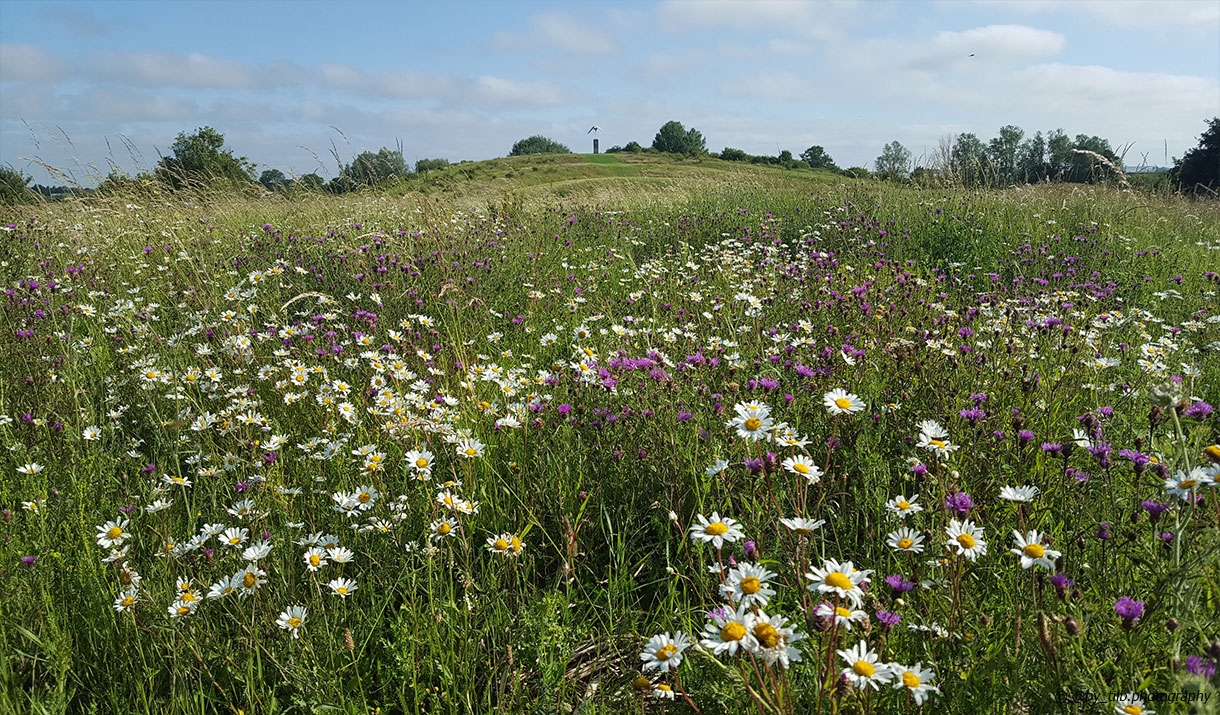 Great Notley Country Park