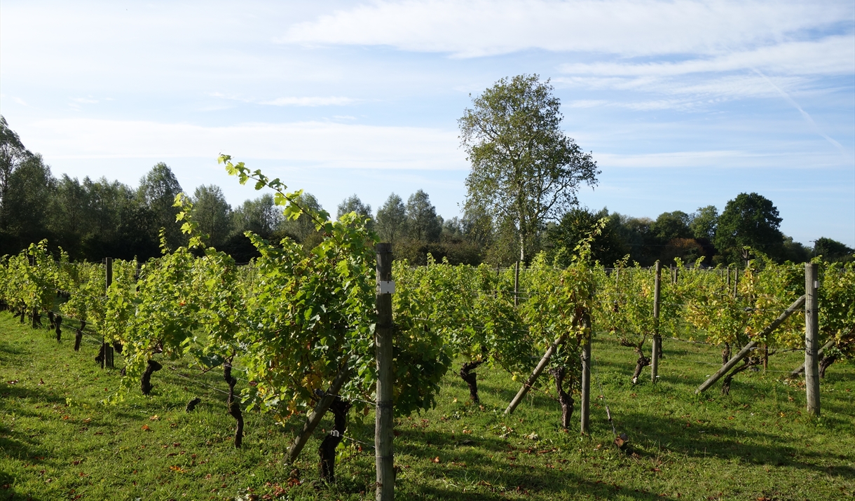 West Street Vineyard Vineyard in Coggeshall, Coggeshall Visit Essex