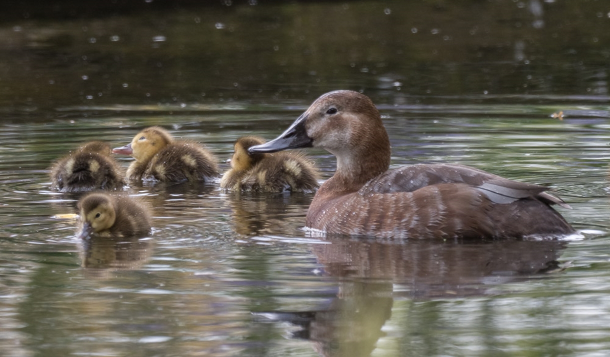 Pochard duck and tiny fluffy ducklings float on the sanctuary garden pond