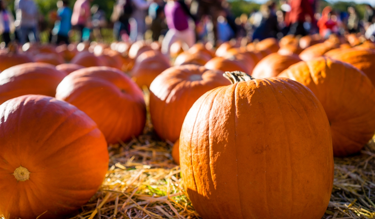 Pumpkins being picked in a field