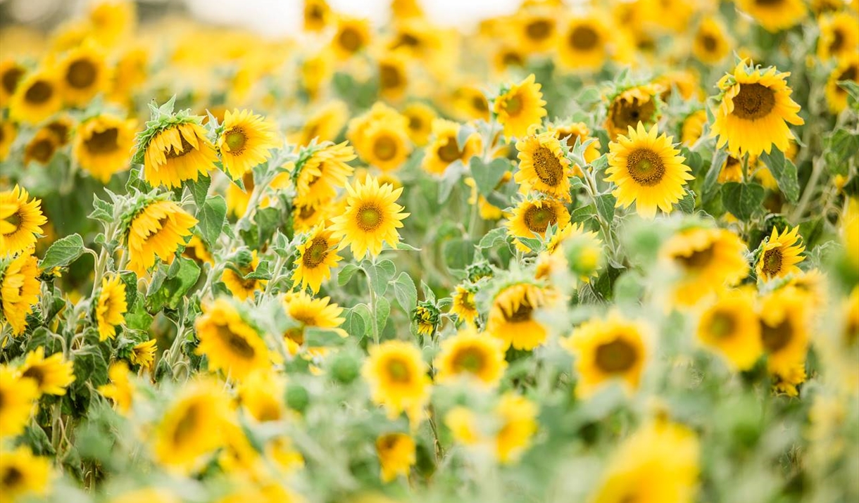 Writtle Sunflowers Open Garden in Chelmsford, Chelmsford Visit Essex