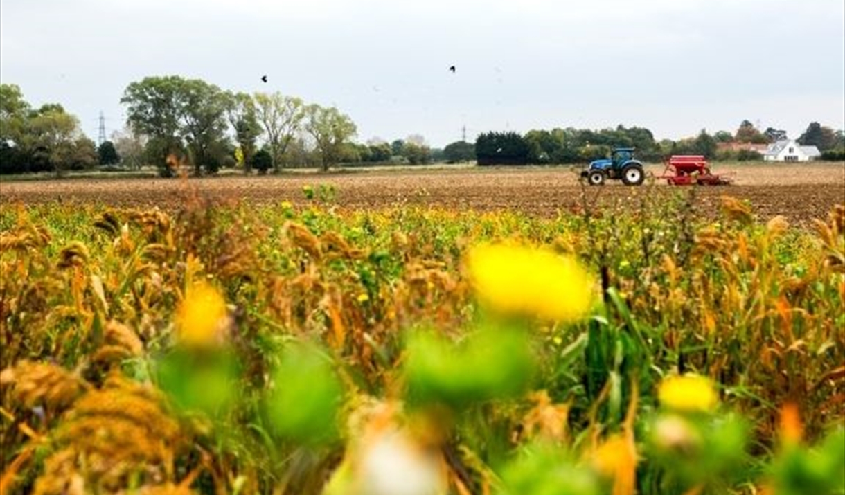 Tractor Ploughing in Tolleshunt Knights