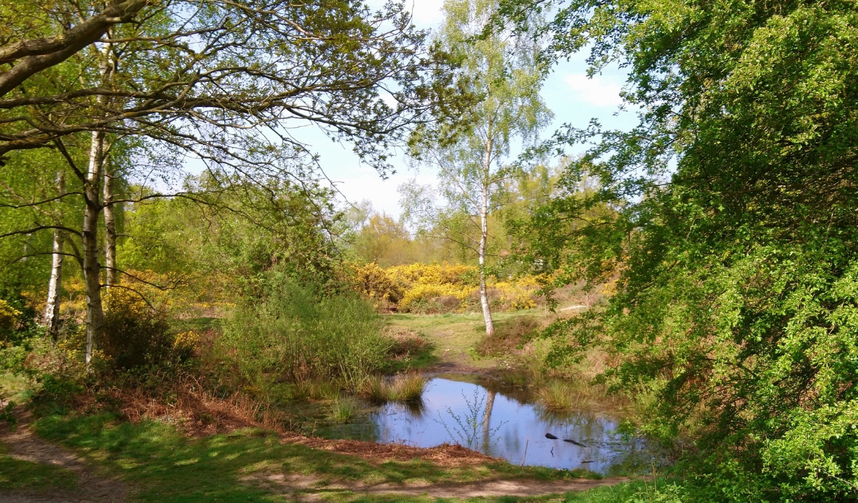 Galleywood Village in Galleywood, Chelmsford Visit Essex