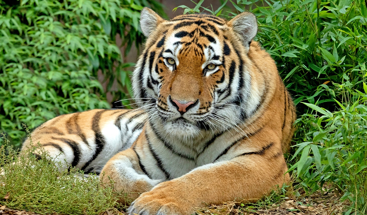 Tiger at Colchester Zoo, Essex