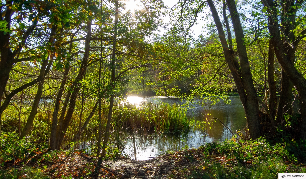 GC24Y9Y The Belvedere - Weald Country Park (Multi-cache) in Eastern  England, United Kingdom created by SXParx