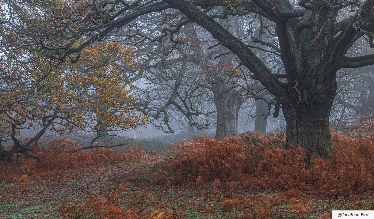 GC24Y9Y The Belvedere - Weald Country Park (Multi-cache) in Eastern  England, United Kingdom created by SXParx