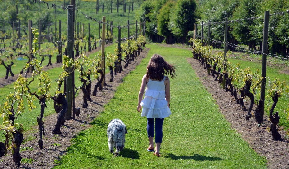 West Street Vineyard Vineyard in Coggeshall, Coggeshall Visit Essex