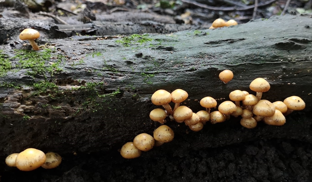 Small mushrooms pepper the surface of an old rotten log