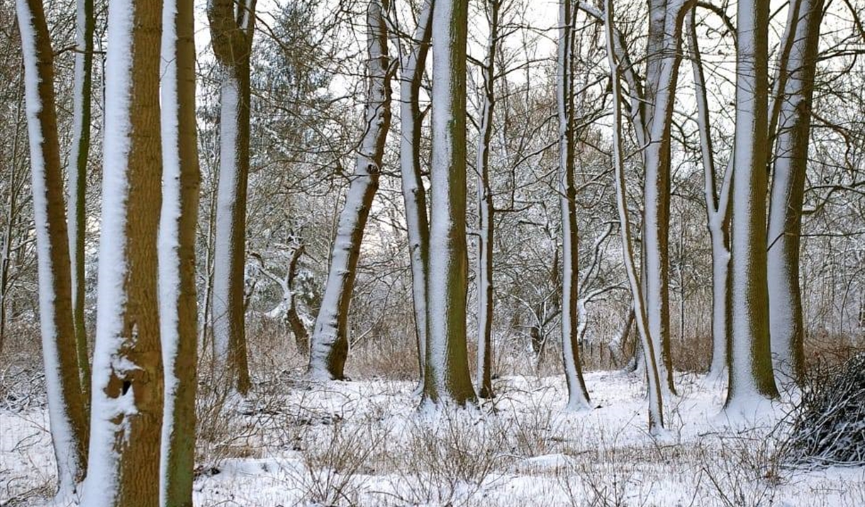 Winters Gifts Trail