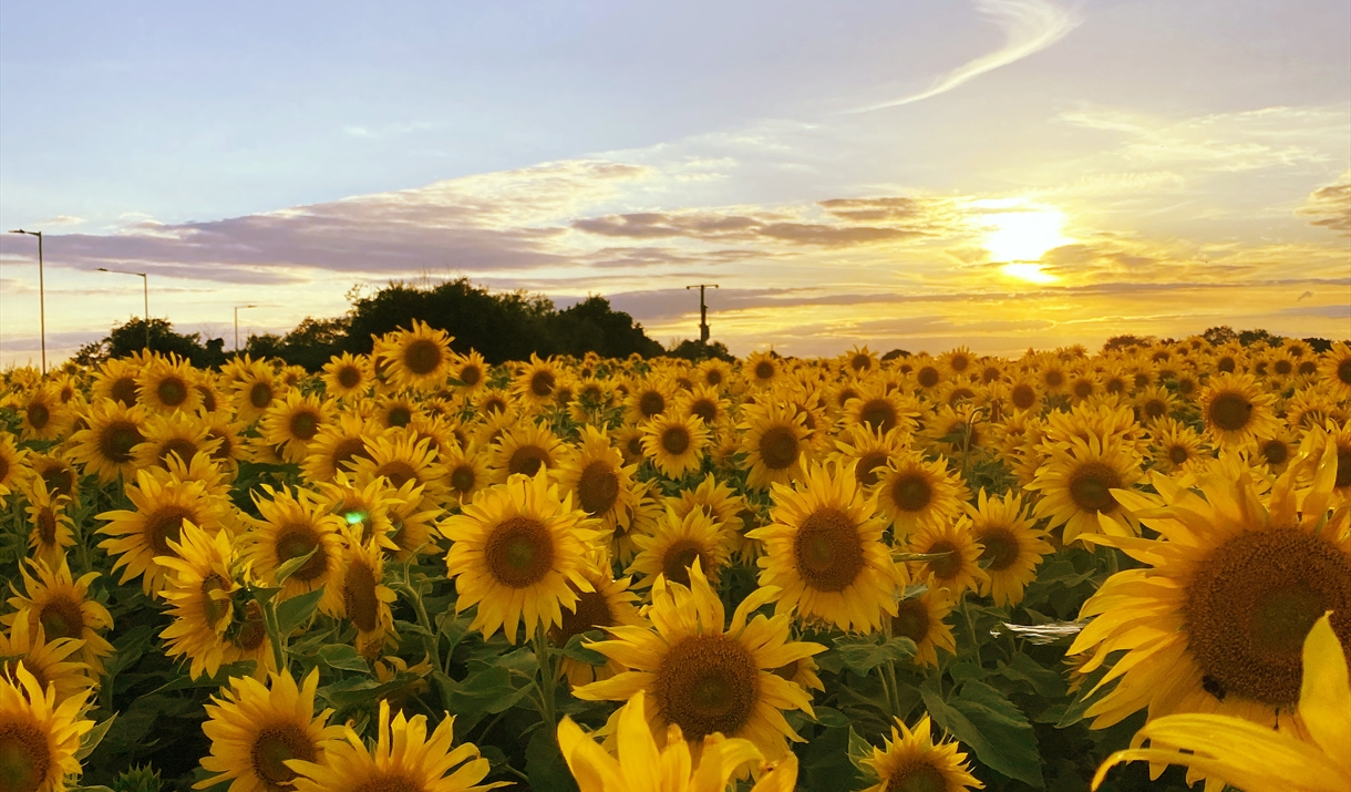 Writtle Sunflowers Open Garden in Chelmsford, Chelmsford Visit Essex