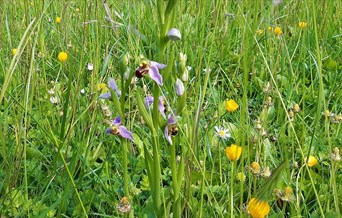 June Open Day: Nature at the Gardens