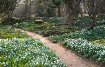 Snowdrops in bloom in Myddelton House Gardens' Alpine Meadows