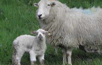 Picture of sheep grazing at Langdon