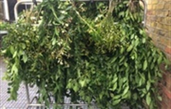 Greenery Hanging on stall