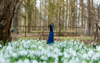 Snowdrops at Marks Hall