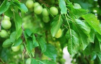 Flitch Way Shrub