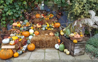 Half Term Pumpkin Trail