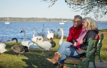 couple seated by swans in manningtree
