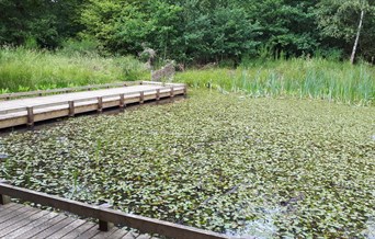 Highwoods Country Park walk