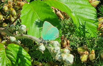 A green butterfly sits on a leaf