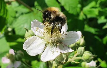 Fingringhoe Nature Scavenger Hunt