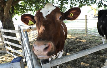 Tendring Show
