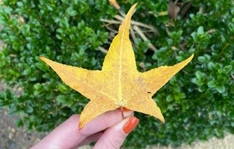 Autumn Leaf Hunt