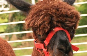 Picture of alpaca