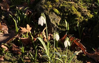 Ultimate Snowdrop Sale