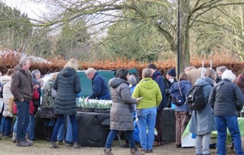 Ultimate Snowdrop Sale