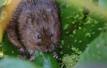 Water Voles and Wetlands