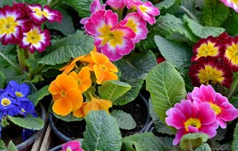 Spring Planter Workshop