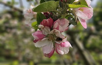 Blossom day at Easton Lodge