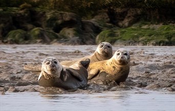 Seal Watching Trips, Harwich