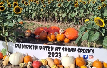 Pumpkins at Sarah Green's